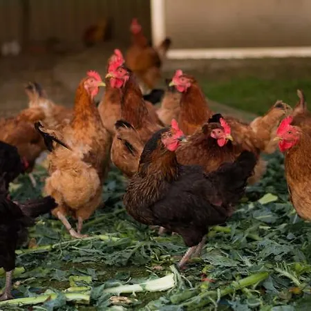 Nowy Kraków Gospodarstwo agroturystyczne Jezyce