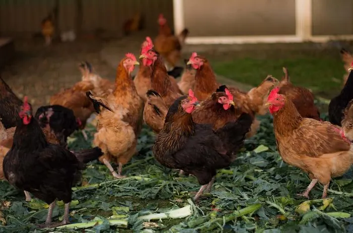 Nowy Kraków Agroturismo Jezyce